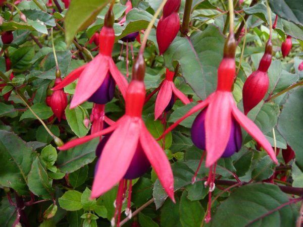 Fuchsia 'Mrs Popple'-0