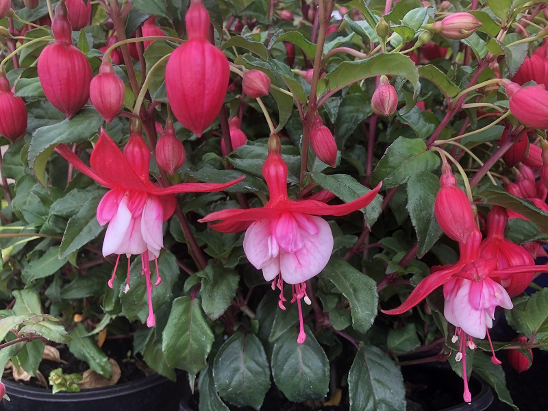 Fuchsia 'Prosperity'-0