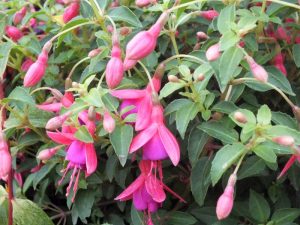 Fuchsia 'Tom Thumb'-0