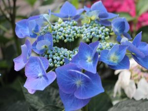 Hydrangea macrophylla Teller blue-0