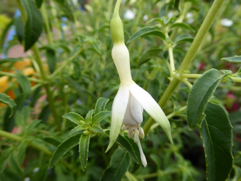 Fuchsia 'Hawkshead'-0