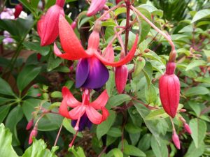 Fuchsia 'Charming'-0