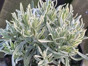 Lavandula 'Platinum Blonde'-0