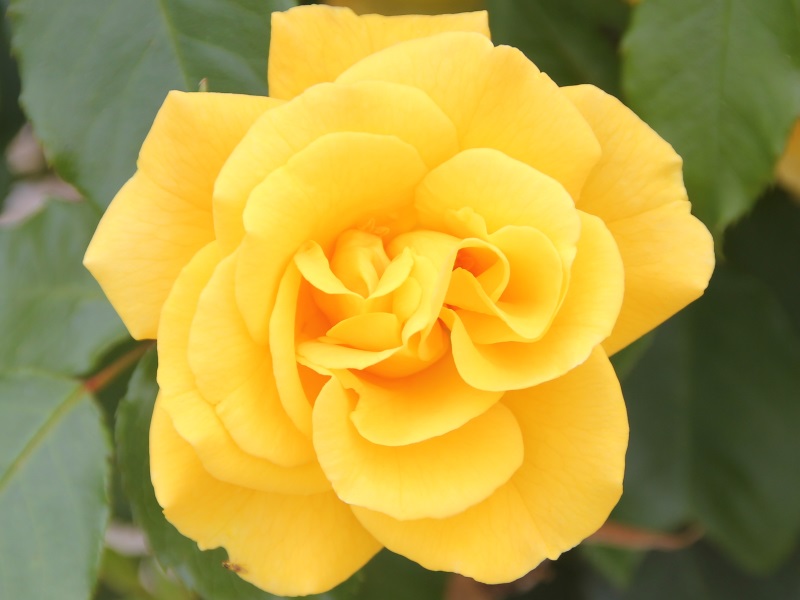 Rosa floribunda 'Precious Gold' (4Litre)-13139