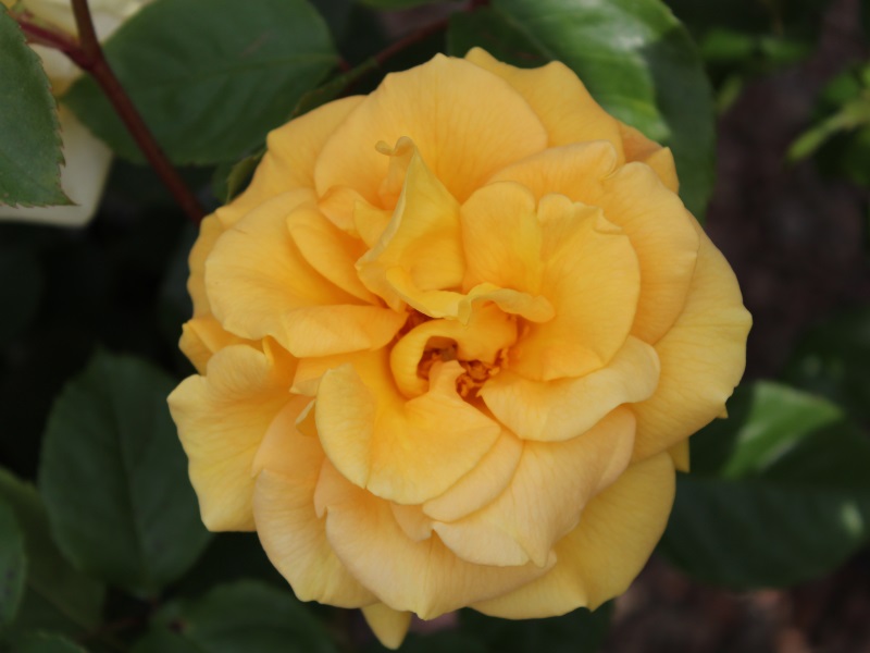 Rosa floribunda 'Precious Gold' (4Litre)-0