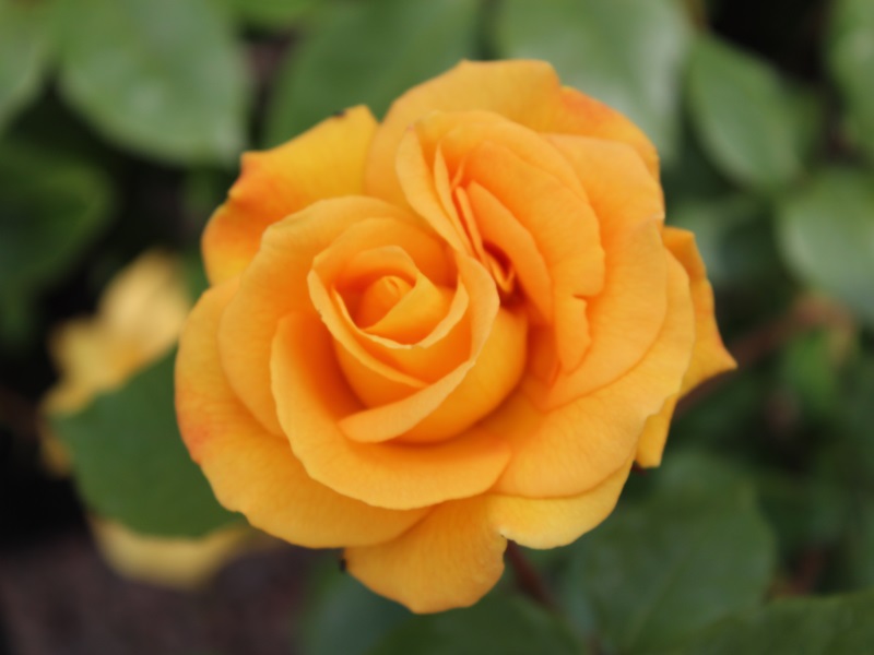 Rosa floribunda 'Precious Gold' (4Litre)-13138