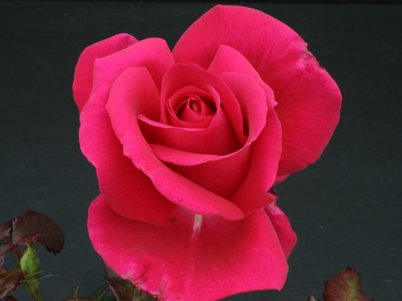 Rosa Hybrid Tea All My Loving 'Fryrisky'-0