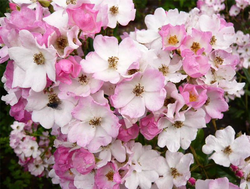 Rosa floribunda 'Ballerina'-13271