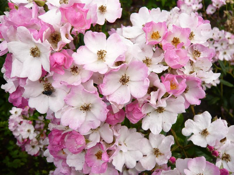 Rosa floribunda 'Ballerina'-0
