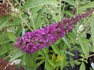Buddleja 'Buzz Magenta'-0