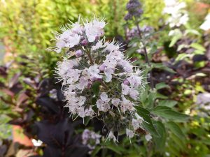 Caryopteris x clandonensis 'Stephi'-0
