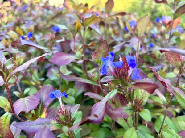 Ceratostigma plumbaginoides-0