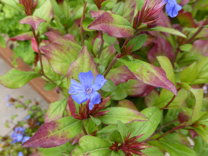Ceratostigma plumbaginoides-0