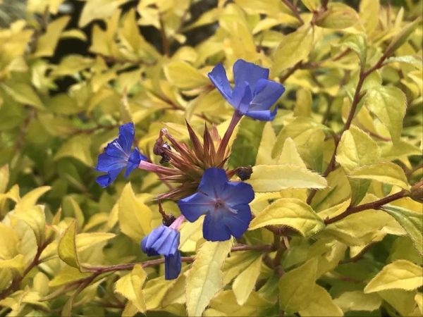 Ceratostigma 'Sapphire Ring'-0