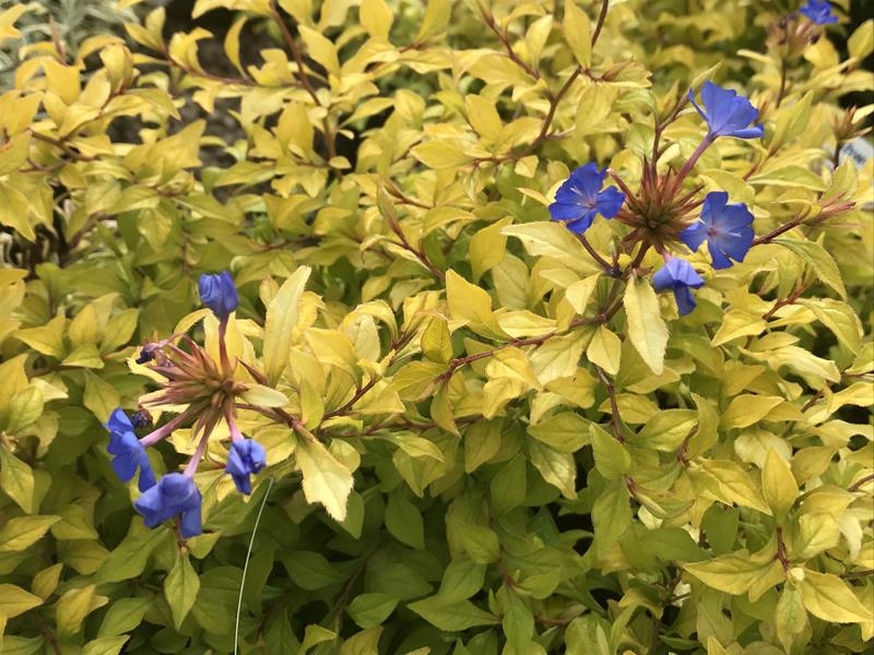 Ceratostigma 'Sapphire Ring'-15039