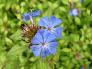 Ceratostigma willmottianum 'Forest Blue'-0
