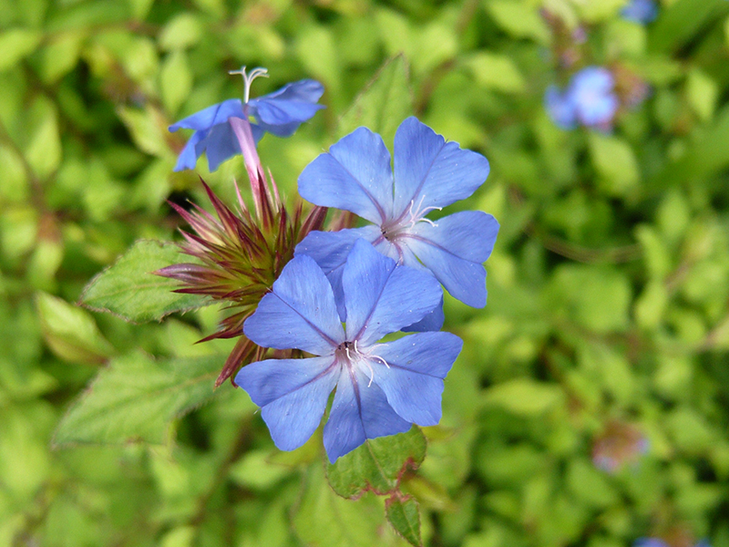 Ceratostigma willmottianum 'Forest Blue'-0