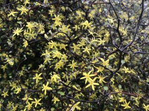 Corokia cotoneaster-0