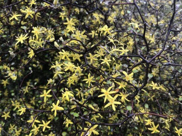Corokia cotoneaster-0