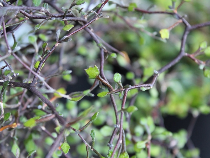 Corokia cotoneaster-14001