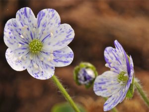 Hepatica nobilis 'Prickel'-0