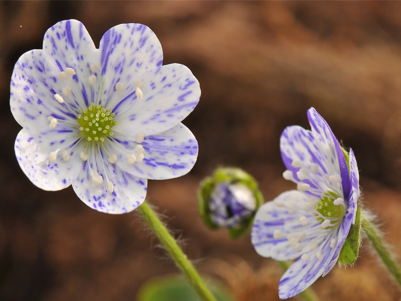 Hepatica nobilis 'Prickel'-0