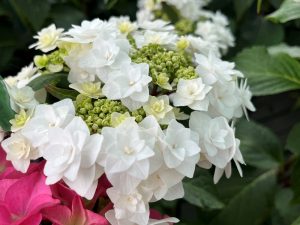 Hydrangea macrophylla 'Wedding Gown'-0