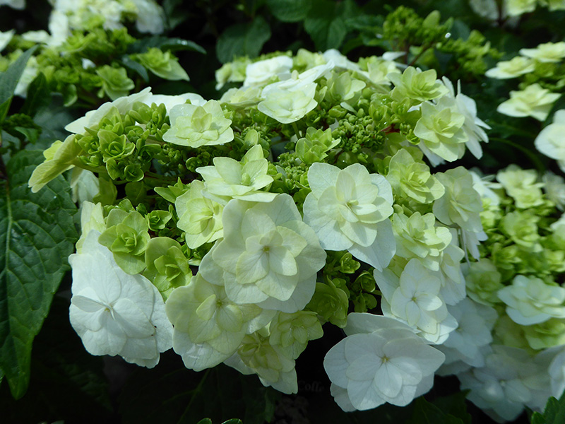 Hydrangea macrophylla 'Wedding Gown'-13259
