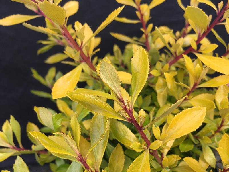 Escallonia 'Golden Carpet'-0
