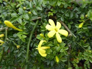 Jasminum parkeri-0