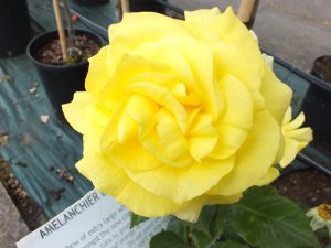 Rosa floribunda 'Korresia' -0
