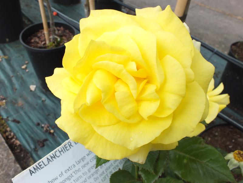 Rosa floribunda 'Korresia' -0