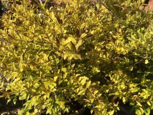 Ligustrum undulatum 'Lemon and Lime Clippers'-0