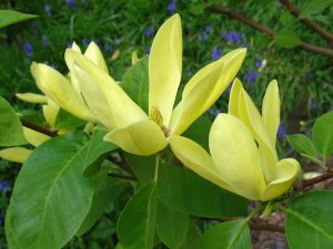 Magnolia 'Daphne'-0