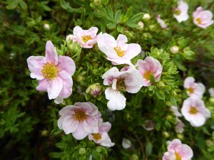 Potentilla fruticosa 'Pretty Polly'-0