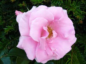 Rosa floribunda 'You're Beautiful' -0