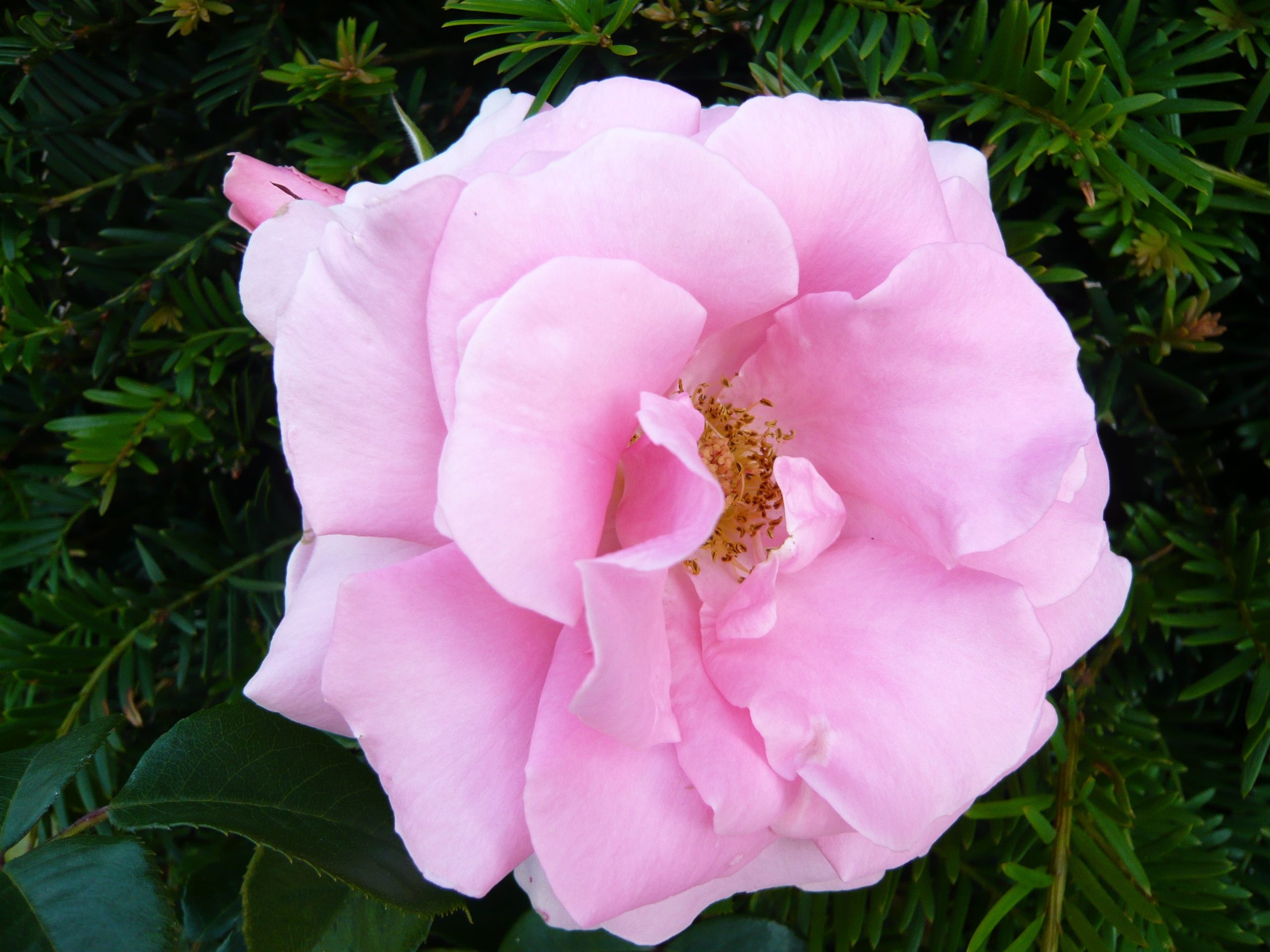 Rosa floribunda 'You're Beautiful' -0