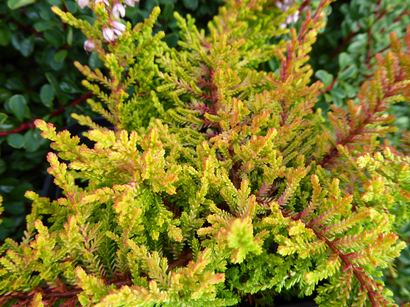 Calluna vulgaris 'Robert Chapman' (9cm pot)-0