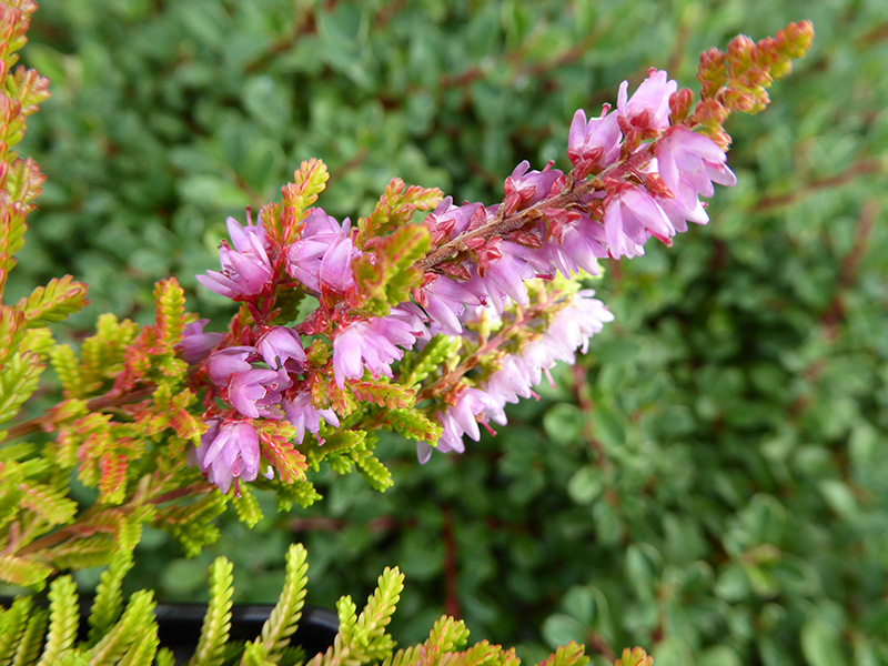 Calluna vulgaris 'Wickwar Flame' (1litre pot)-13436