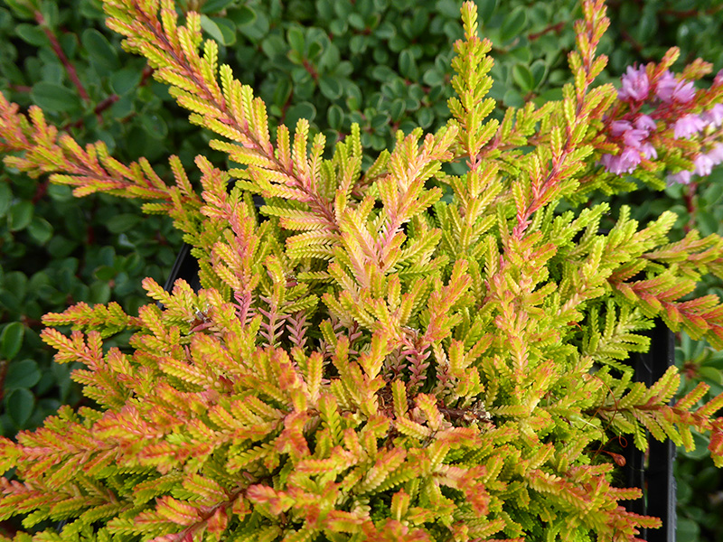 Calluna vulgaris 'Wickwar Flame' (1litre pot)-0