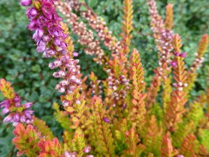 Calluna vulgaris 'Winter Chocolate' (9cm pot)-0