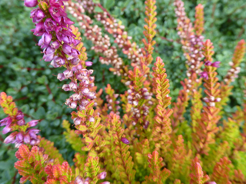 Calluna vulgaris 'Winter Chocolate' (9cm pot)-0