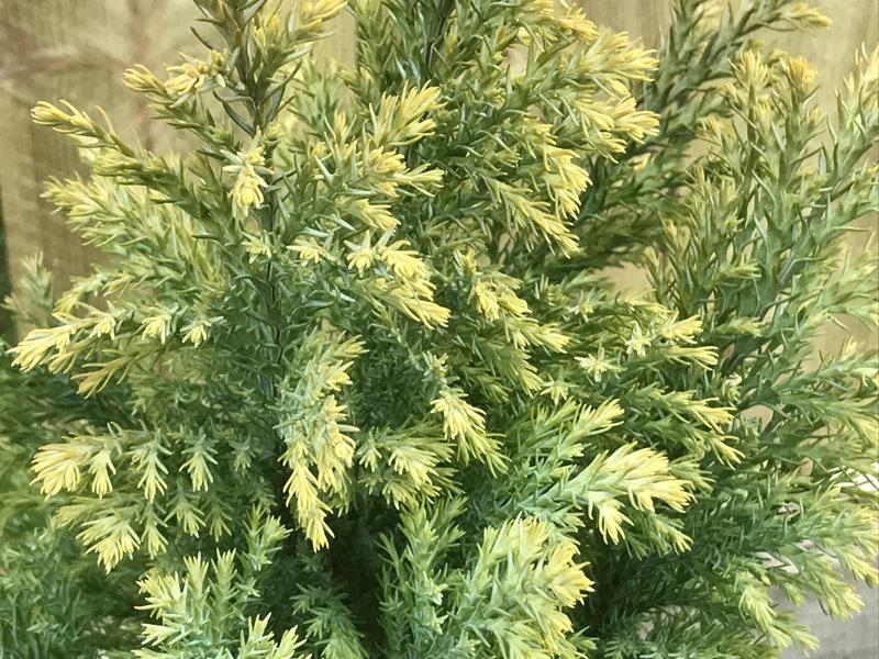 Chamaecyparis lawsoniana 'Cream Glow'-14180