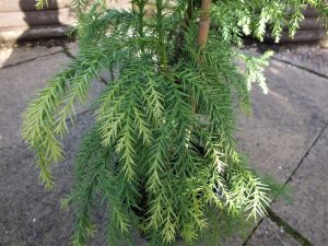 Cryptomeria japonica 'Sekkan-Sugi'-0