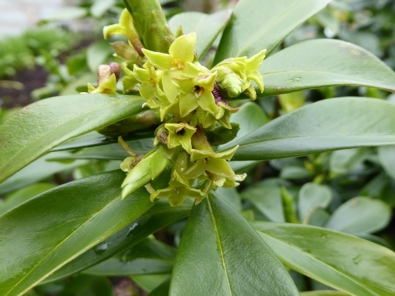 Daphne pontica-0