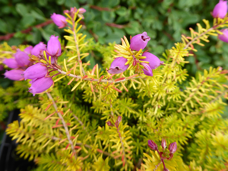 Erica cinerea 'Fiddler's Gold' (9cm pot)-13448