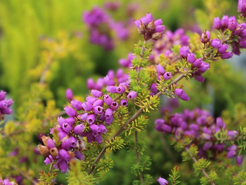Erica cinerea 'Fiddler's Gold' (9cm pot)-0