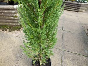 Juniperus virginiana (scopulorum) 'Blue Arrow'-0