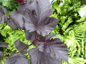 Physocarpus opulifolius 'Midnight'-0