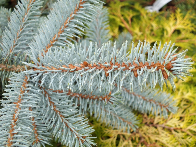 Picea pungens 'Erich Frahm'-0